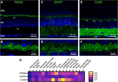 Synaptic Scaffolds, Ion Channels and Polyamines in Mouse Photoreceptor Synapses: Anatomy of a Signaling Complex